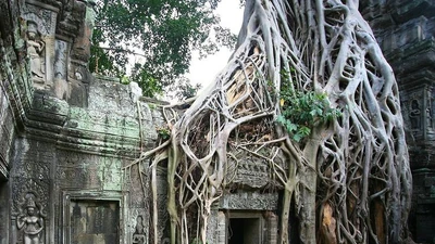 Ngỡ ngàng cảnh tượng đền Khmer bị cây cổ thụ nuốt chửng