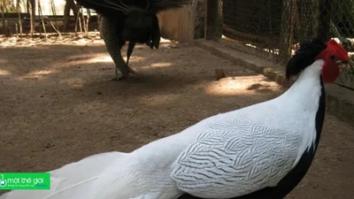 Quy định nuôi gà lôi trắng quý hiếm khiến nhiều người bất ngờ