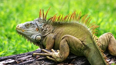 Chiêm ngưỡng loài thằn lằn khổng lồ nổi tiếng nhất châu Mỹ 