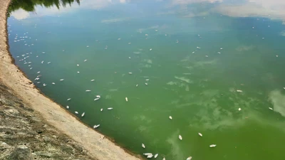 Cá chết trắng mặt hồ Bồng Sơn ở Hà Tĩnh