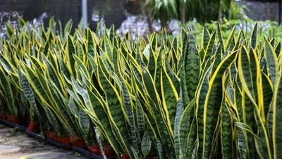 Loài cây cảnh ‘bùa hộ mệnh’ hút tài lộc, mang may mắn quanh năm