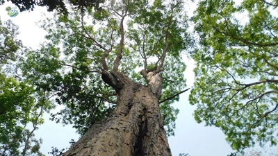 Top 10 loài cây gỗ bản địa Việt Nam, quý hơn vàng ròng