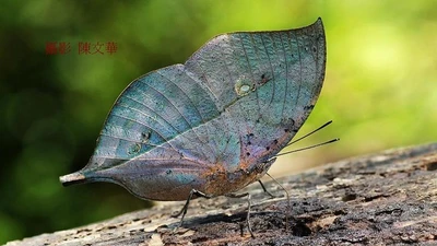 Ngắm loài bướm bậc thầy ngụy trang độc đáo của Việt Nam