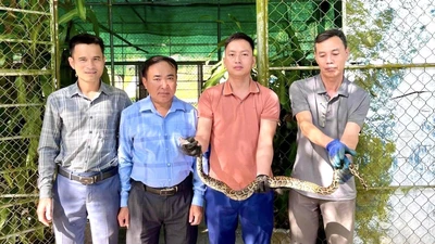 Vườn Quốc gia Vũ Quang tiếp nhận cá thể trăn đất quý hiếm