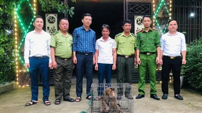 Người dân ở Hà Tĩnh giao nộp cá thể khỉ đuôi lợn quý hiếm