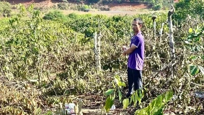 Vụ anh rể phá vườn cây của em vợ, nạn nhân kháng cáo vì án tuyên nhẹ