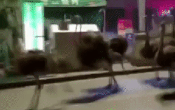 Da dieu xong chuong, chay giua duong khien nguoi dan so hai