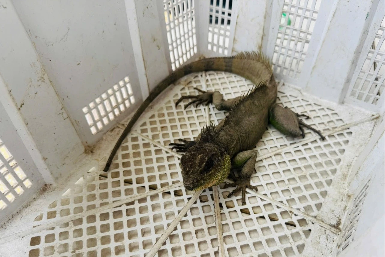 Người dân Tây Ninh tự nguyện giao nộp rồng đất có tên trong Sách đỏ