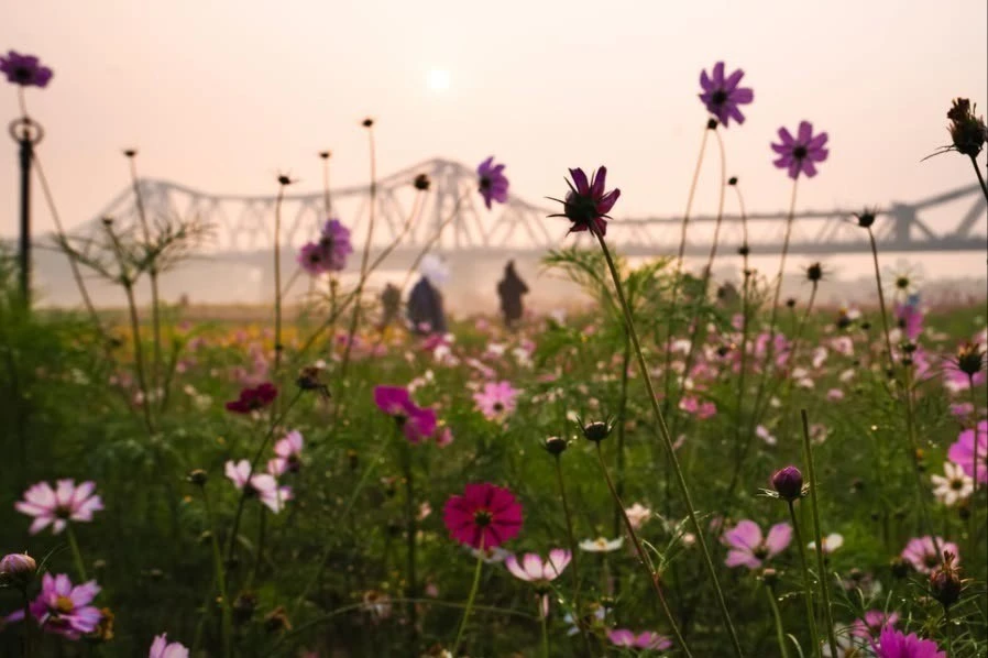 Vườn hoa cúc bướm nở rộ, nhuộm sắc xuân dưới chân cầu Long Biên hút giới trẻ