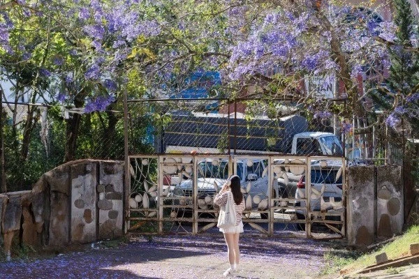 Đà Lạt khoác áo tím, du khách rủ nhau săn mùa hoa lãng mạn nhất năm