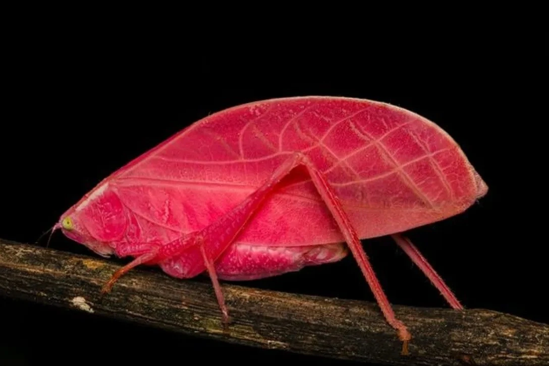 Loài muồm muỗm đổi màu như chiếc lá cây, ngụy trang tinh vi