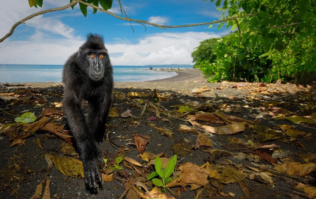 Khỉ đen chai mông, 'diễn viên biểu cảm' của núi rừng Indonesia