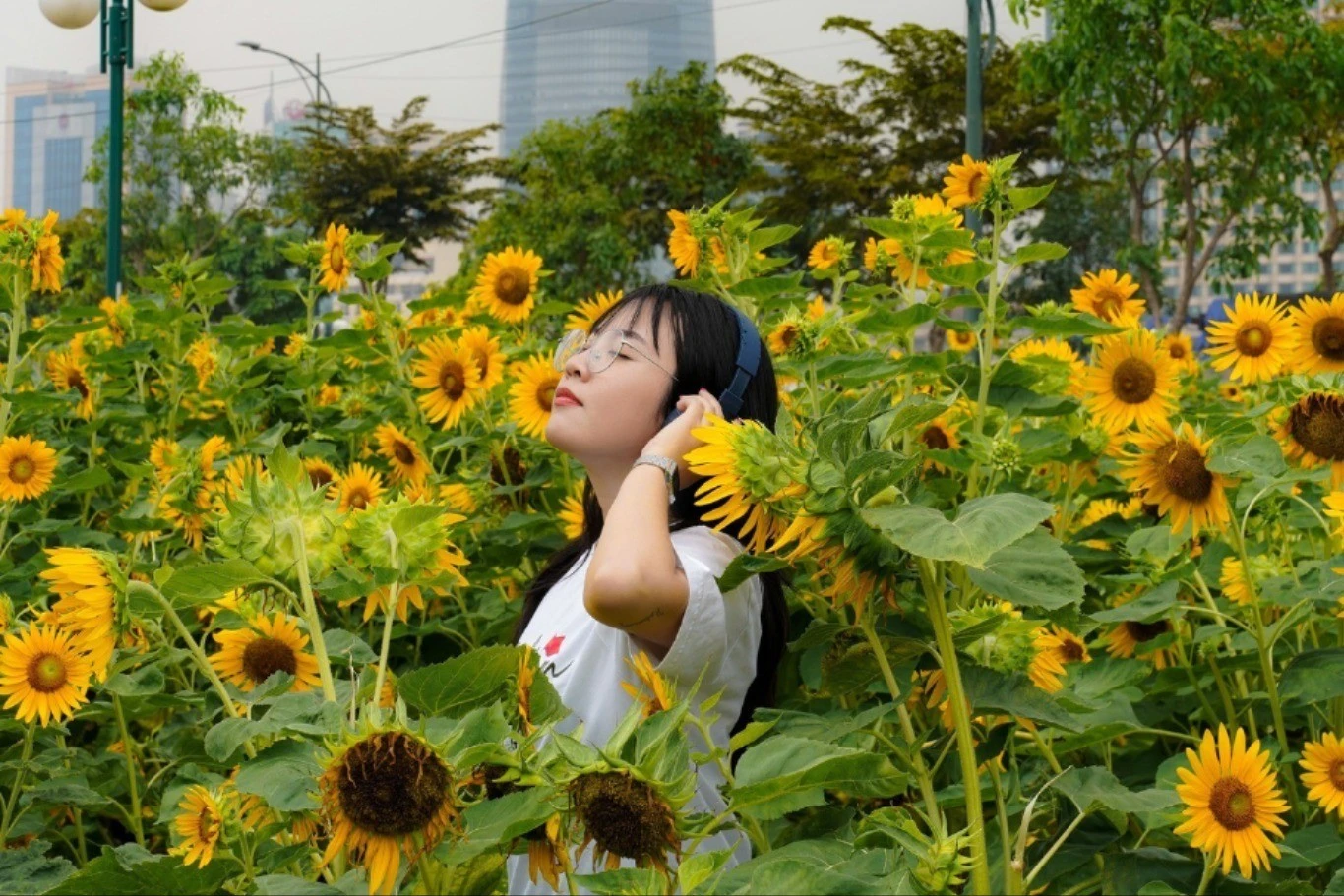 Vườn hướng dương ven sông Sài Gòn rực vàng, thu hút tín đồ sống ảo