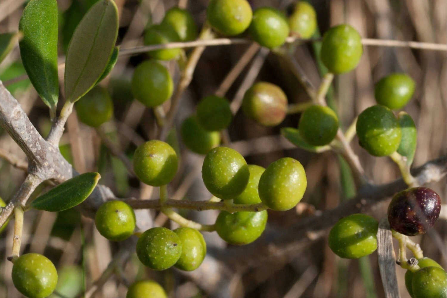 Bí mật đằng sau loại cây làm nên 'vàng lỏng' nổi tiếng thế giới 