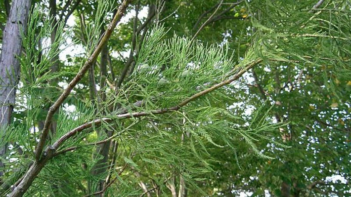 Không chỉ được đánh giá cao về giá trị kinh tế, thủy tùng còn từng bị đồn đoán có khả năng chữa được bệnh ung thư. Khi tin đồn này lan truyền, rất nhiều người đã đổ xô vào rừng tìm kiếm giống cây này. Để đối phó với tình trạng bị "săn lùng" quá mức, các nhà khoa học đã nỗ lực tìm cách nhân giống chúng nhằm bảo tồn nguồn gen quý giá.
