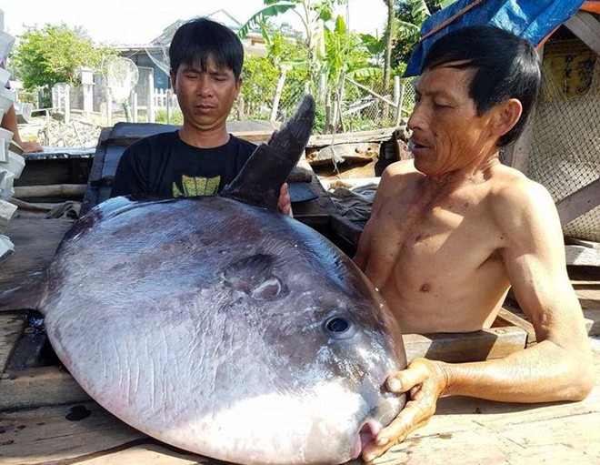 Việt Nam liệt danh cá thái dương là loài cá quý hiếm, có tên trong Sách Đỏ và là loài cần được bảo vệ cấp thiết, mức đe dọa được xếp bậc R. Luật cấm hoàn toàn các hoạt động đánh bắt, khai thác dưới mọi hình thức. Ảnh: CAND