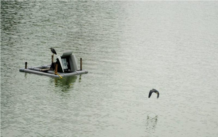 Khi phát hiện con mồi chúng liền bay đi.
