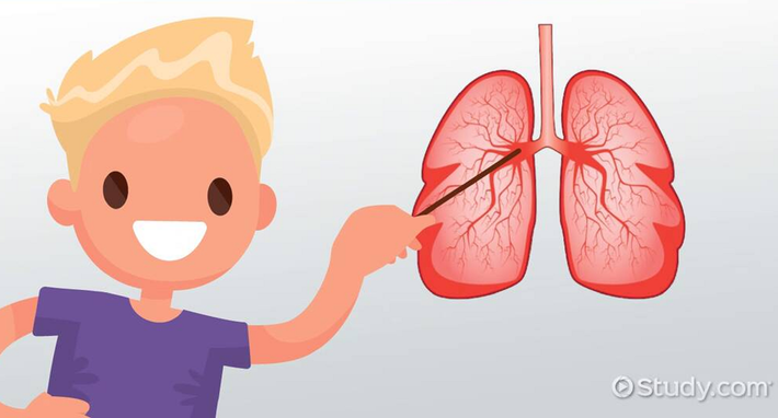 Hệ hô hấp của người Sao Hỏa cũng sẽ tiến hóa để xử lý oxy hiệu quả hơn trong bầu không khí mỏng manh của hành tinh này. Những đặc điểm tương tự như của người Tây Tạng - mao mạch dày đặc hơn và khả năng trao đổi chất tốt hơn - có thể xuất hiện ở thế hệ đầu tiên sinh ra trên Sao Hỏa. Điều này sẽ giúp họ sống sót trong điều kiện oxy cực kỳ thấp. Ảnh: Medic Study