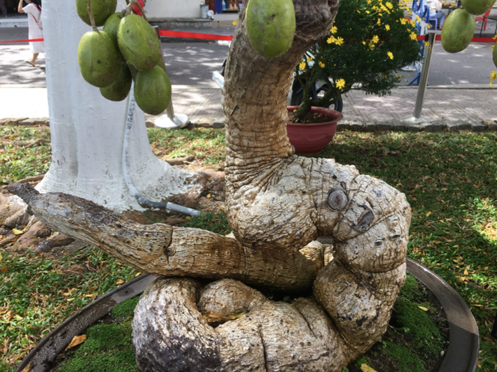 Tuy nhiên để đáp ứng nhu cầu chơi cóc cảnh bình dân, một số nhà vườn cũng trồng và chăm sóc những chậu cây nhỏ có hình dáng đặc biệt, đủ cành và trái được uốn nắn đẹp mắt. Ảnh: Eva