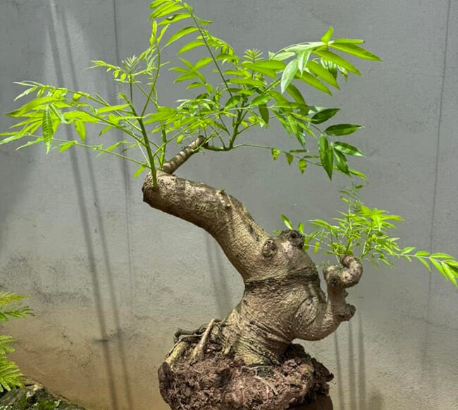 Những chậu cây này có thể để trưng trong nhà hoặc bày biện trong vườn đều hợp lý. Sau một thời gian trồng, cây cho quả đẹp mắt. Với giống cóc Thái cho quả rất sai, mỗi chùm 2-5 quả. Ảnh: Eva