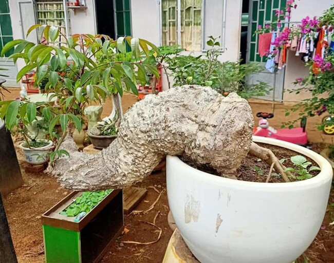br/> Trong phong thủy, cây cóc được xem là một loại cây mang lại nhiều may mắn và tốt lành như: tài lộc và thịnh vượng, sức khoẻ và may mắn, bình an, thúc đẩy lưu thông năng lượng tích cực. Ảnh: Eva