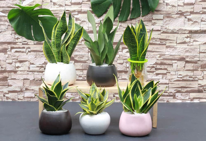 Với những loại cây trồng trong nhà tắm thì đây là loại cây rất phù hợp. Vì lưỡi hổ là loại cây ưa bóng râm, có thể sống trong điều kiện thiếu ánh sáng một khoảng thời gian dài. Không chỉ dễ trồng, lá của nó có thể hút bớt hơi nước thanh lọc không khí.