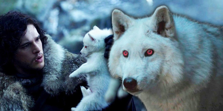 Đối với những fan của Game of Thrones (Trò Chơi Vương Quyền), loài sói này rất “nổi tiếng”. Trong tác phẩm này, nếu rồng là biểu tượng của gia tộc Targaryen thì sói dữ gắn liền với nhà Stark. Đặc biệt, mỗi đứa con của nhà Stark đều có một chú sói nuôi bầu bạn, và số phận của những chú sói này đều gắn liền với số phận của chủ nhân chúng.