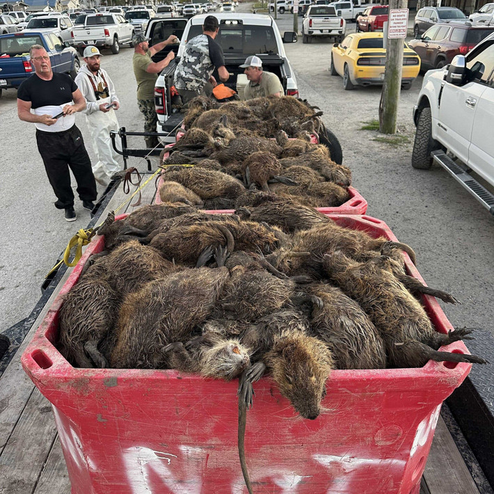 Để chống lại cuộc xâm lược của loài chuột khổng lồ này, từ năm 2002, bang Louisiana đã triển khai một chương trình tiễu trừ Nutria trên diện rộng. Ban đầu, họ sử dụng các loại bẫy mồi đơn giản để bắt Nutria. Nhưng khi số lượng quần thể loài chuột này tăng lên, bẫy mồi đã không còn tác dụng đáng kể.