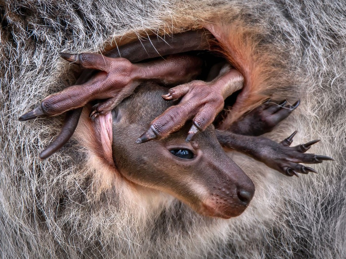 Một chú wallaby con cố gắng chui vào trong túi ấm áp của mẹ, nhưng vì nó đã lớn khá nhiều nên không dễ chui vào trong. Sau nhiều lần thử và kiên trì, cuối cùng nó cũng gập được đôi chân dài của mình vào và cảm thấy thoải mái. Hình ảnh này được chụp tại một trung tâm bảo tồn ở Pháp. Ảnh:Pedro Jarque Krebs