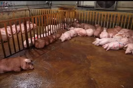 Vụ giết mổ, tiêu thụ thịt lợn nhiễm bệnh - hành vi táng tận lương tâm