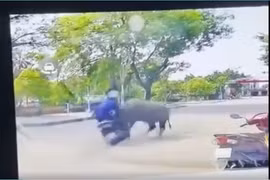 Trách nhiệm người chủ vụ trâu húc gãy xương người phụ nữ?