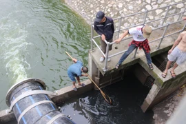Dẫn nước từ hồ Tây để 'hồi sinh' sông Tô Lịch, người dân mang vợt ra bắt cá