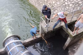 Dẫn nước từ hồ Tây để 'hồi sinh' sông Tô Lịch, người dân mang vợt ra bắt cá