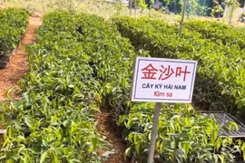 Sự thật về loại cây trồng 1 ha thu hàng chục tỷ đồng sau 6-7 năm