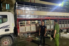 Ngăn chặn vụ tuồn lợn nhiễm vi rút dịch tả lợn châu Phi ra thị trường