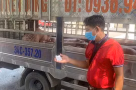 Phát hiện xe chuyển lợn nhiễm dịch tả lợn Châu Phi