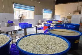 Phát hiện hơn 13 tấn chân gà ngâm hóa chất ở Thanh Hóa