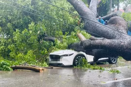 Cây cổ thụ đổ xuống phố Hà Nội đè trúng 2 ô tô 