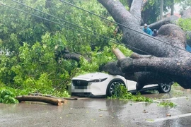 Cây cổ thụ đổ xuống phố Hà Nội đè trúng 2 ô tô 