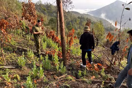 Phát hiện, phá nhổ 557 cây thuốc phiện trồng trái phép ở Cao Bằng