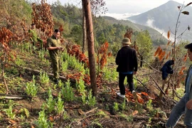 Phát hiện, phá nhổ 557 cây thuốc phiện trồng trái phép ở Cao Bằng