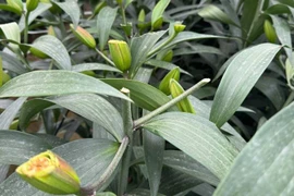 Công an vào cuộc vụ chặt phá hơn 1.200 gốc hoa ly cùng nhiều gốc hoa hồng