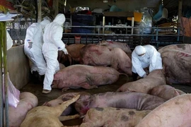 Chủ tịch Hà Nội yêu cầu xử lý nghiêm hành vi vứt lợn chết ra môi trường