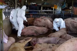 Chủ tịch Hà Nội yêu cầu xử lý nghiêm hành vi vứt lợn chết ra môi trường