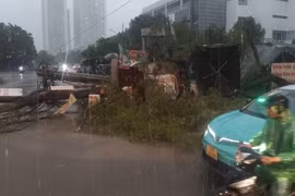 Mưa giông lớn bất ngờ, nhiều cây ở Hà Nội bị đổ