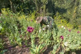 Phá nhổ hơn 12.000 m² cây thuốc phiện tại biên giới Việt - Lào