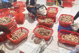 Phát hiện 3,5 tấn chân gà không rõ nguồn gốc xuất xứ ở Lạng Sơn