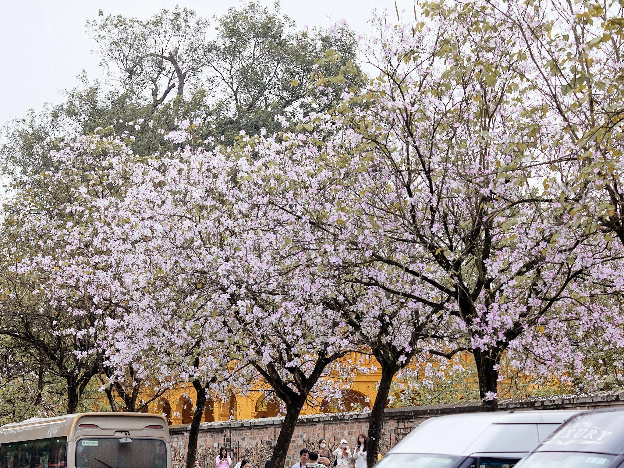 Hoa Ban cuối mùa – dư âm ngọt ngào giữa lòng Hà Nội