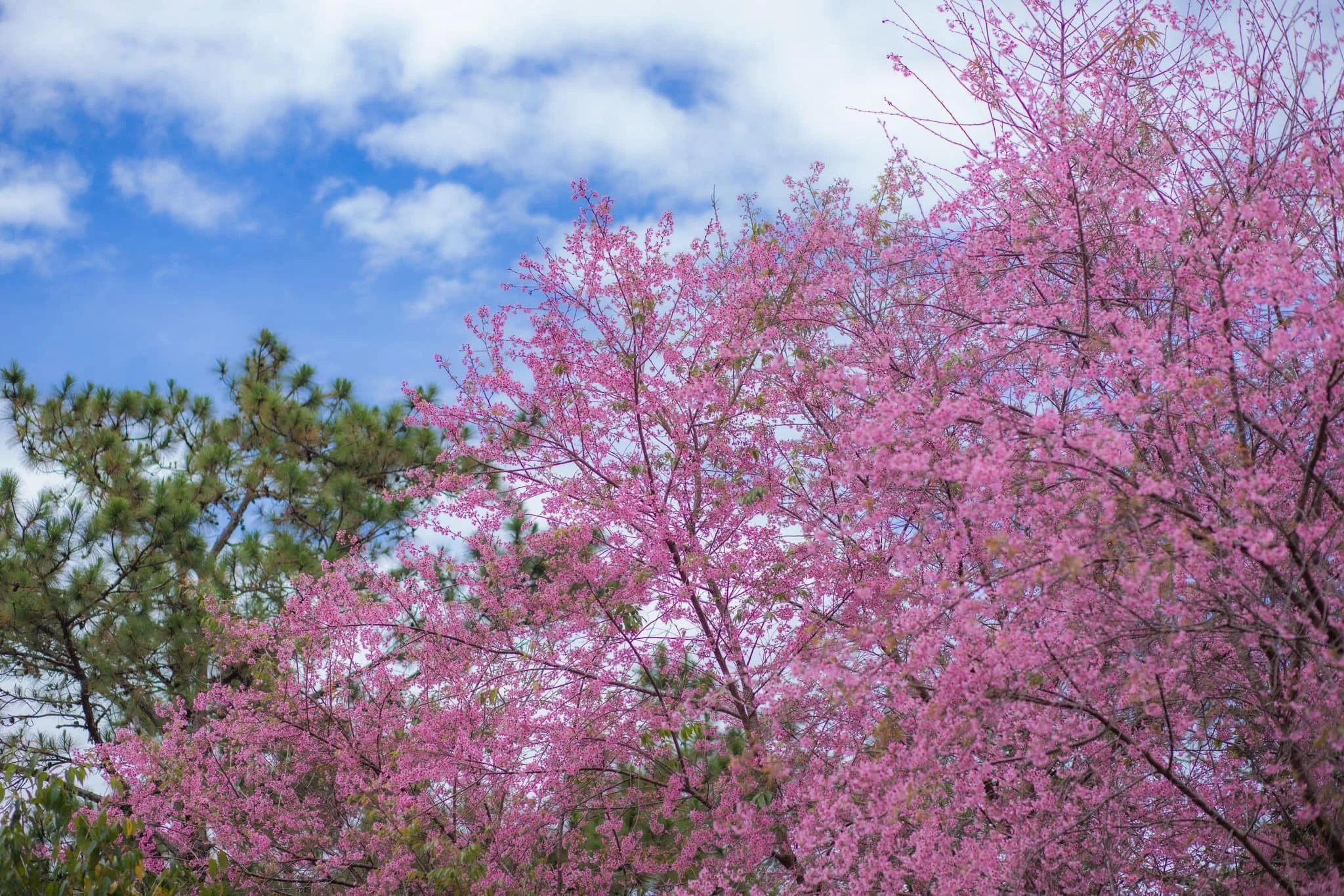 Sắc mai anh đào nở rộ bên Hồ Tuyền Lâm