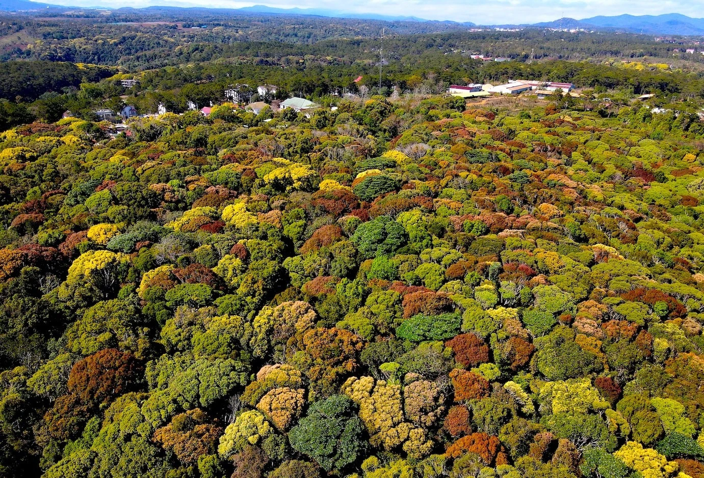 Ngắm Măng Đen mùa thay áo tựa như “bông súp lơ” khổng lồ